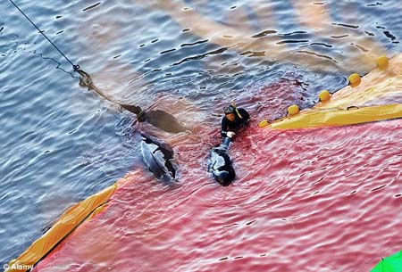 Cá[-]heo[-]bị[-]buộc[-]vào[-]dây[-]thừng[-]để[-]tàu[-]kéo[-]đi